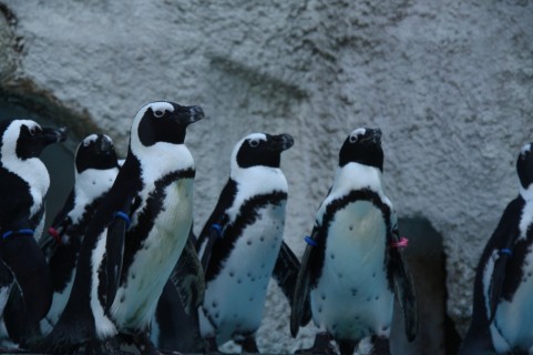 ペンギンの群れの写真