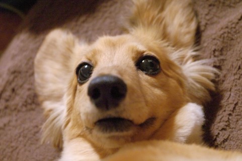 2017年の干支 犬