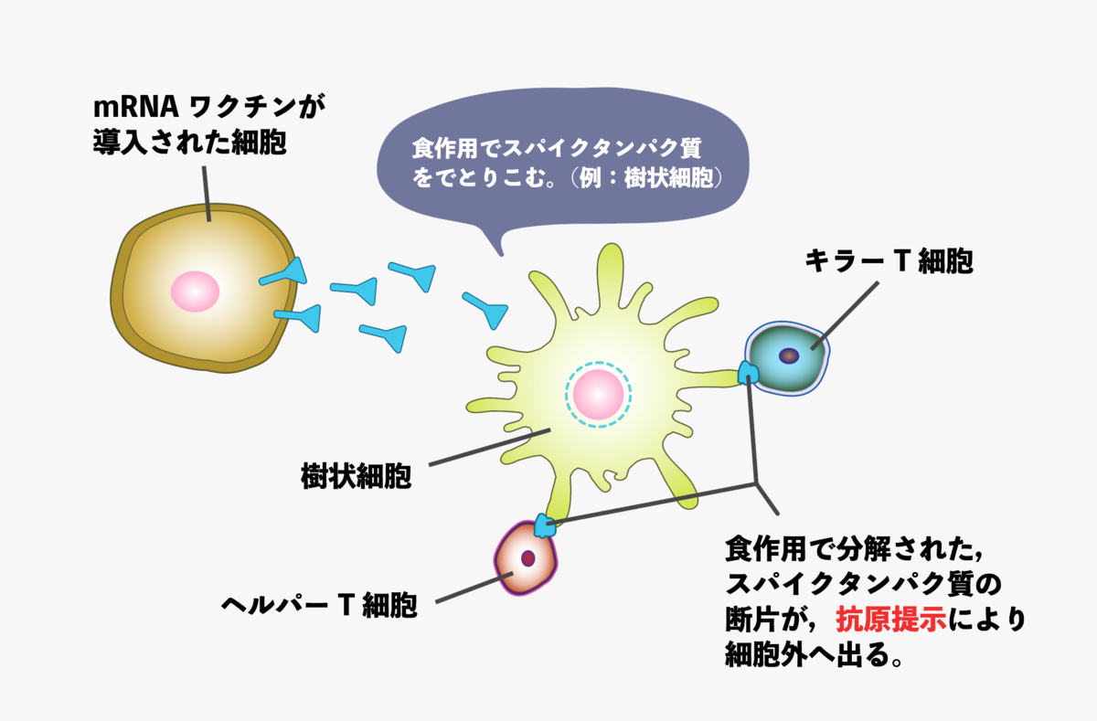 f:id:s-tamagawa:20210620222414p:plain