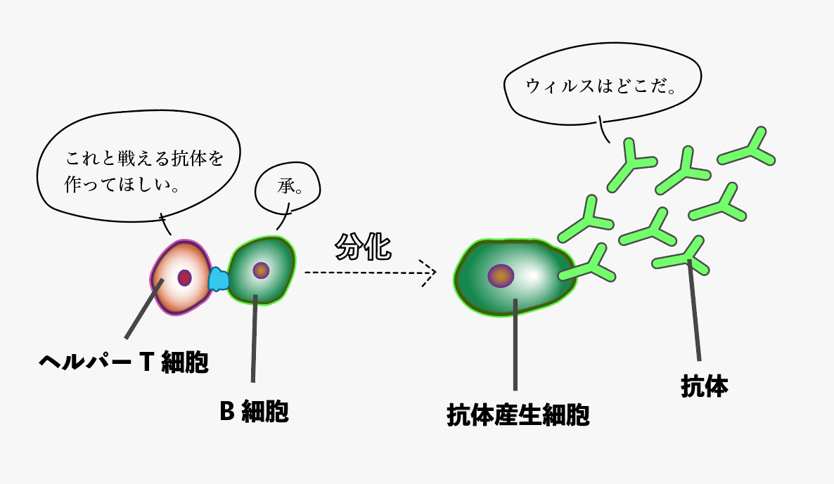 f:id:s-tamagawa:20210621145009p:plain