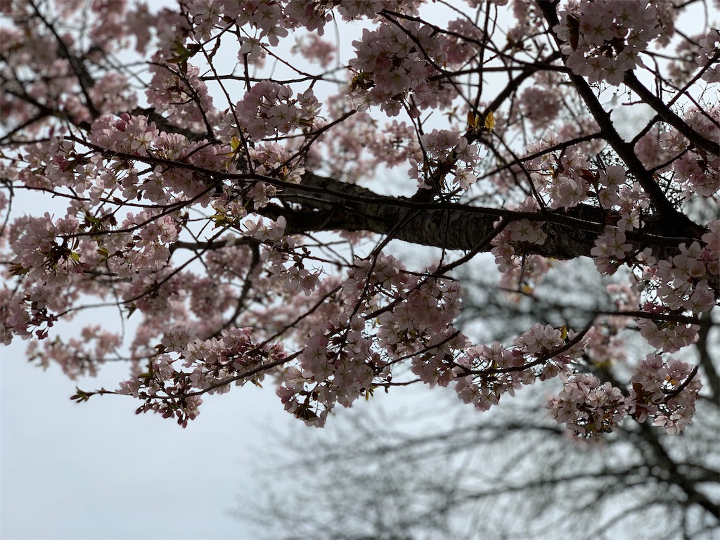 f:id:s-yuu12433:20190506224510j:image