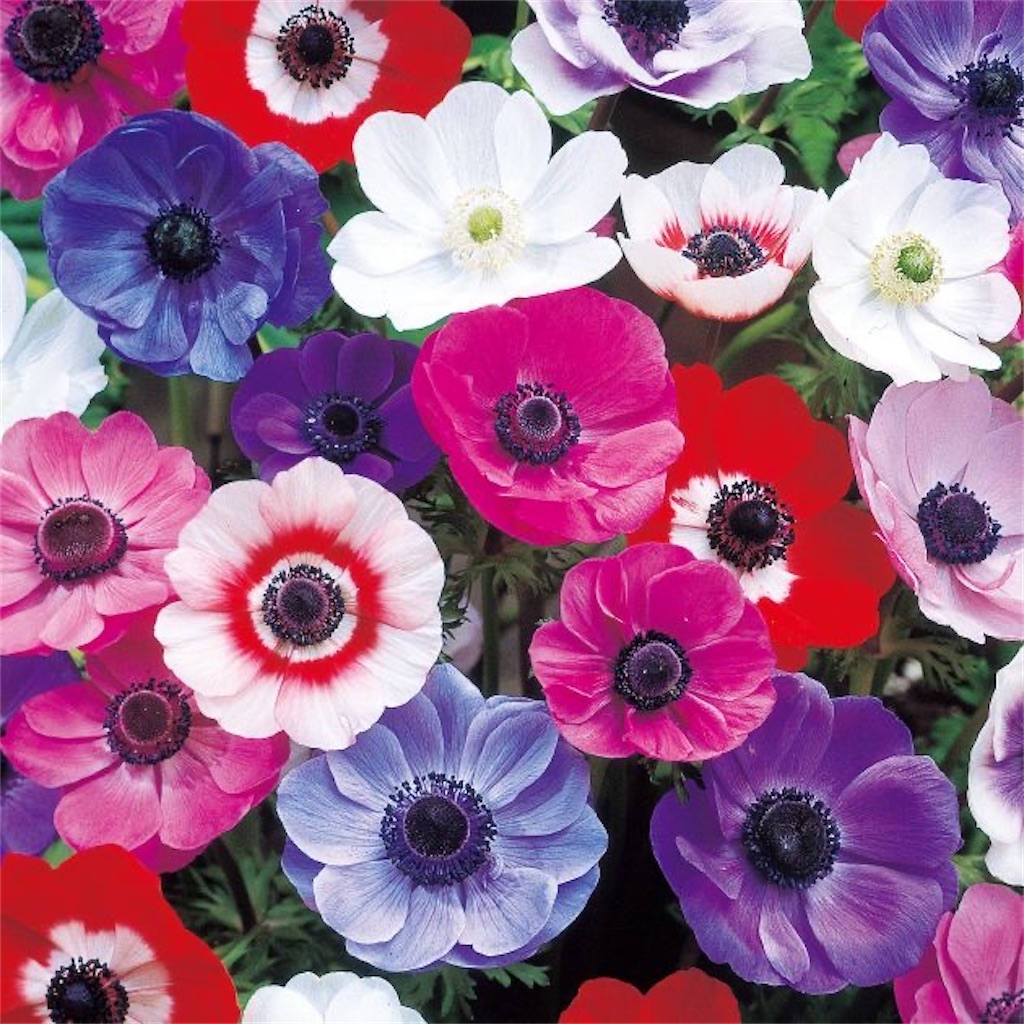 f:id:s0306400h:20210523002348j:image