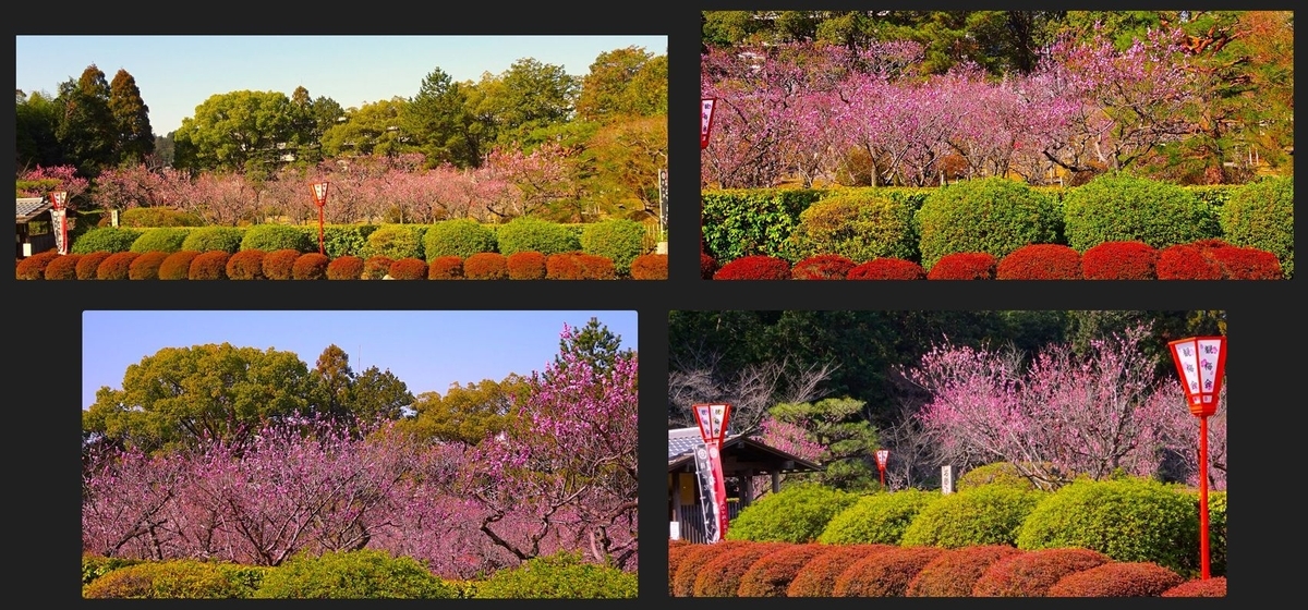 随心院・・・いよいよお祭りだ - 宝の日記