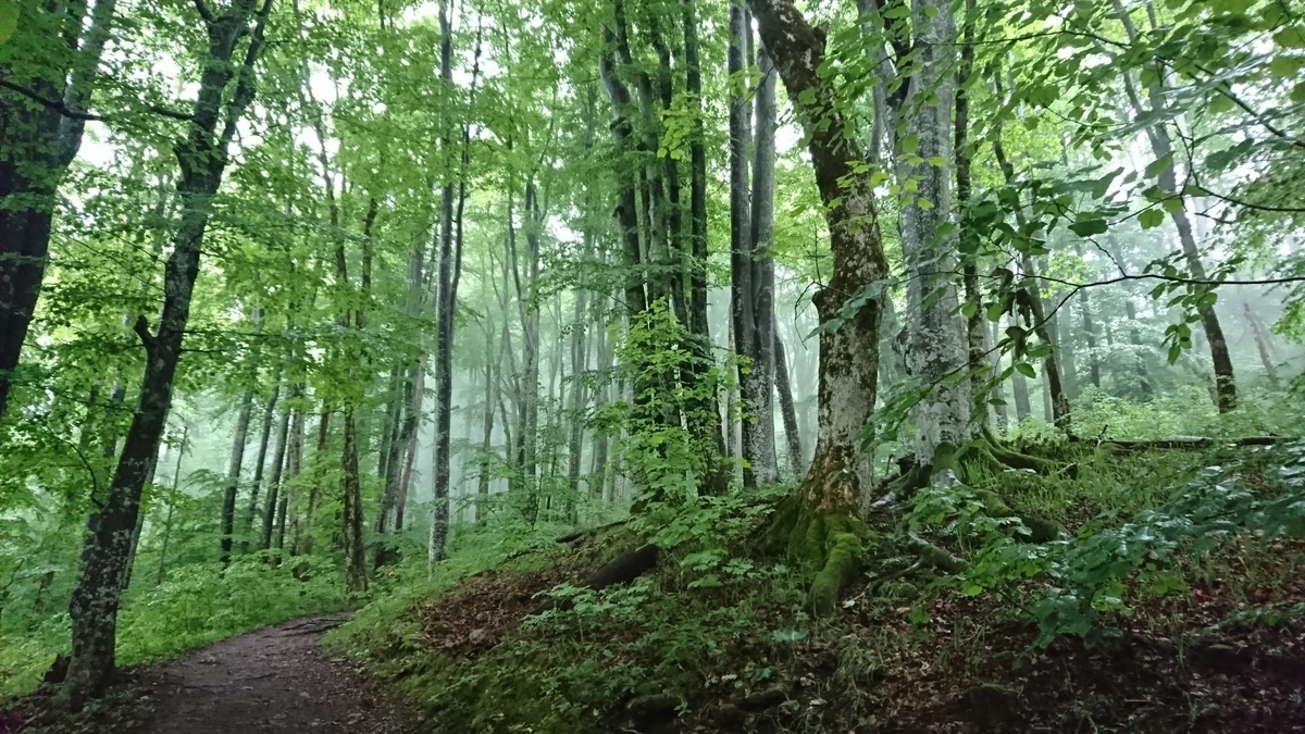 f:id:s06075:20190604054141j:plain