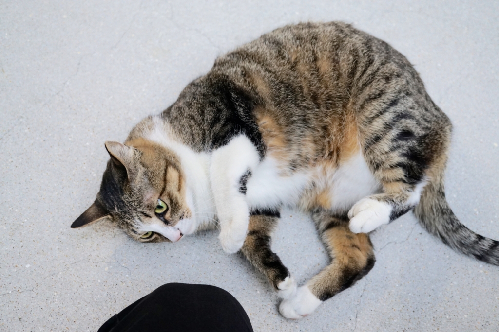 f:id:s06216to:20161228164932j:plain