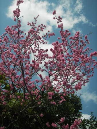 [090126][MaxValu手前の桜]