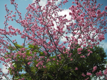 [090126][MaxValu手前の桜]