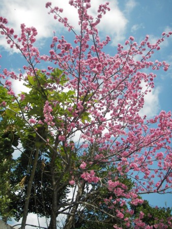 [090126][MaxValu手前の桜]