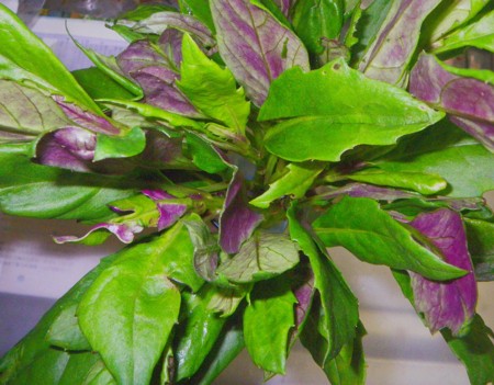 水前寺菜 金時草 ハンダマ 苗 3株 農業不使用 沖縄県産 お買い得 残り