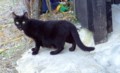 [121008][そば屋「黒潮」の黒猫]