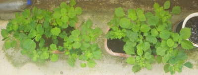 f:id:s0met1me:20160703094557j:image