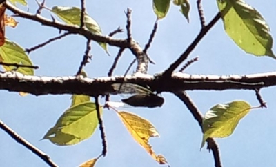 f:id:s0met1me:20160716101342j:image