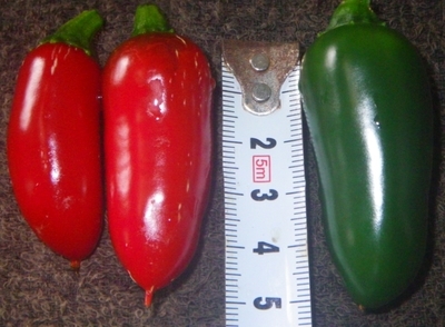 f:id:s0met1me:20190421120947j:image f:id:s0met1me:20190421120947j:image