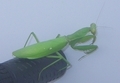 [190929][カマキリ]
