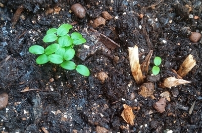 f:id:s0met1me:20210524114456j:image