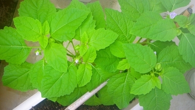 f:id:s0met1me:20210817124110j:image