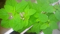 [210817][謎の雑草その１]