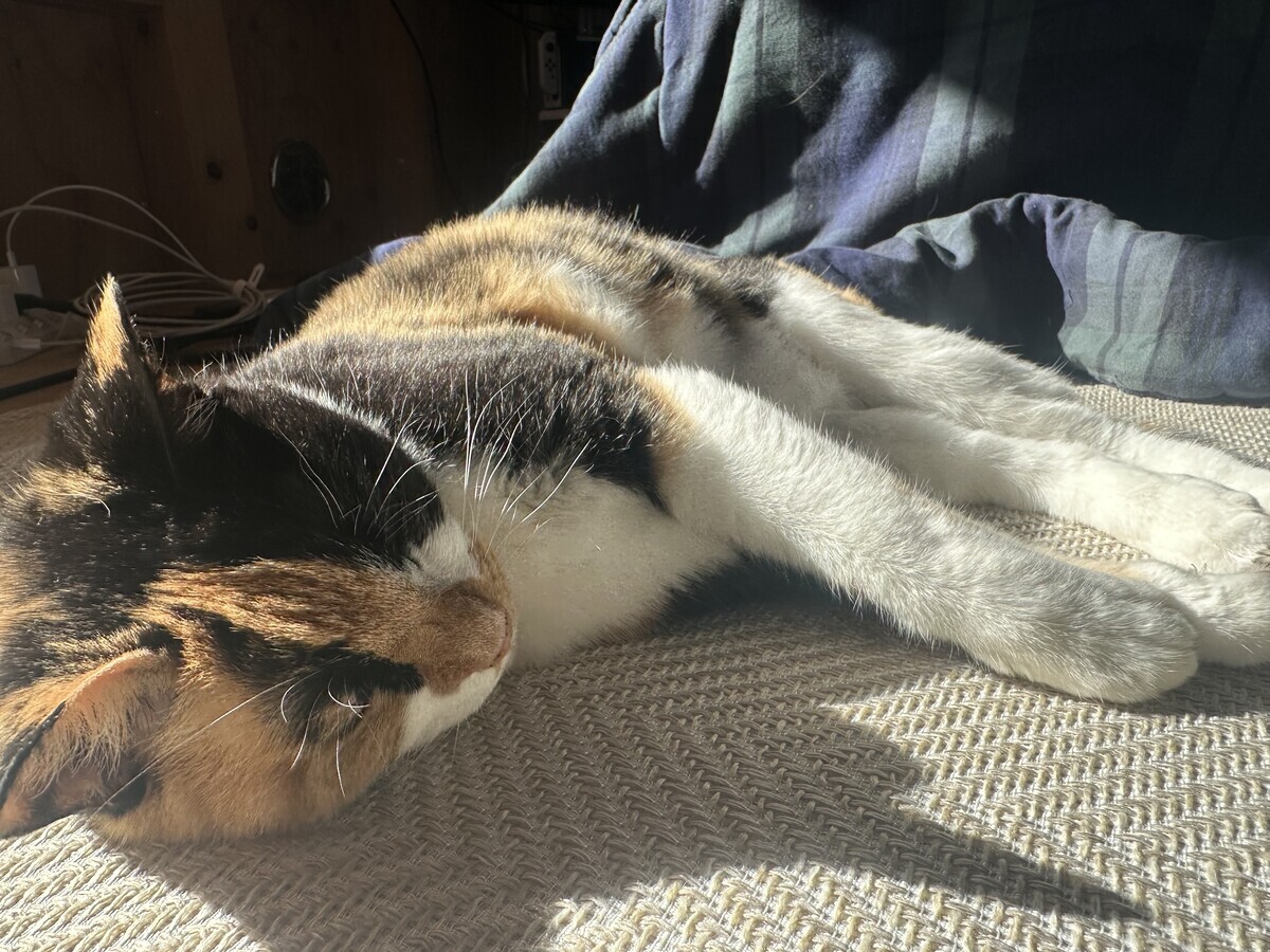 猫が日向で横に寝転んでいる