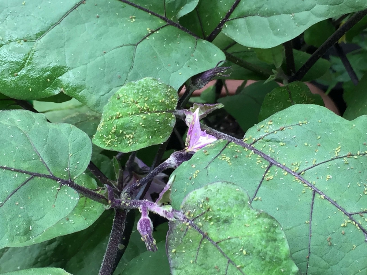 これからベランダ菜園を始めようとしている人必読 ベランダ菜園で気をつけたいこと 実際にベランダ菜園を5年間続けてきた僕が答えます ヘブルシュの日記