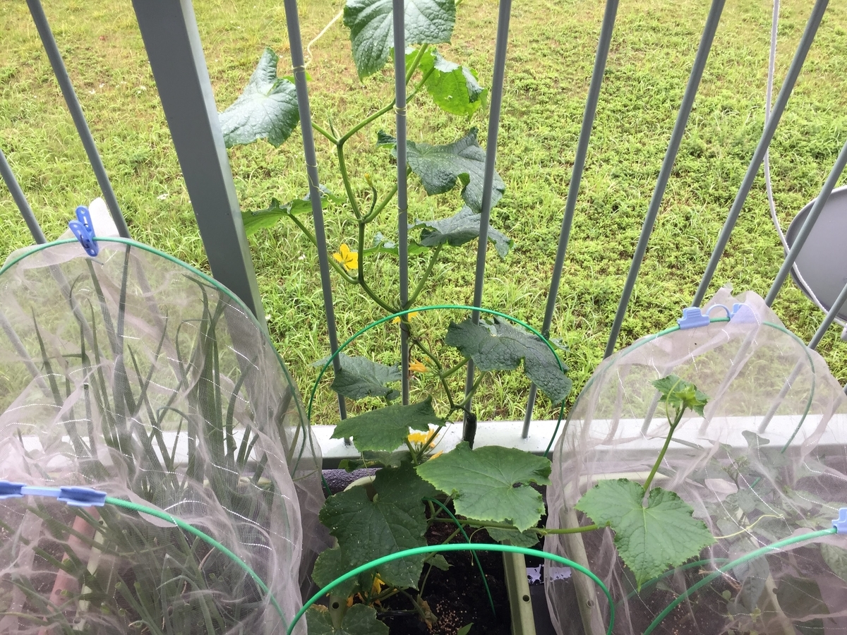 これからベランダ菜園を始めようとしている人必読 ベランダ菜園で気をつけたいこと 実際にベランダ菜園を5年間続けてきた僕が答えます ヘブルシュの日記