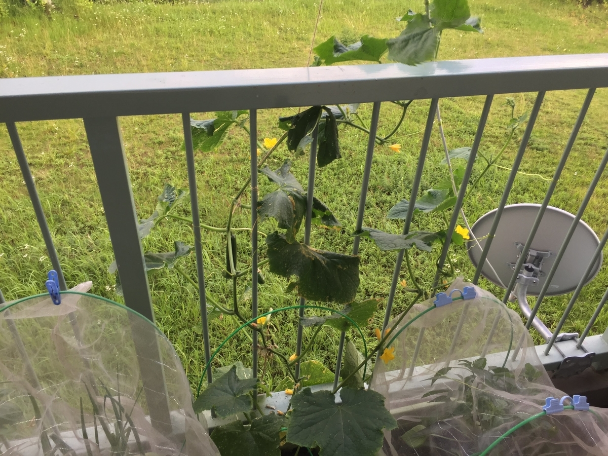これからベランダ菜園を始めようとしている人必読 ベランダ菜園で気をつけたいこと 実際にベランダ菜園を5年間続けてきた僕が答えます ヘブルシュの日記
