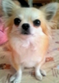 今日は夜泣きしませんように…!!! ←犬も夜泣きするのです。