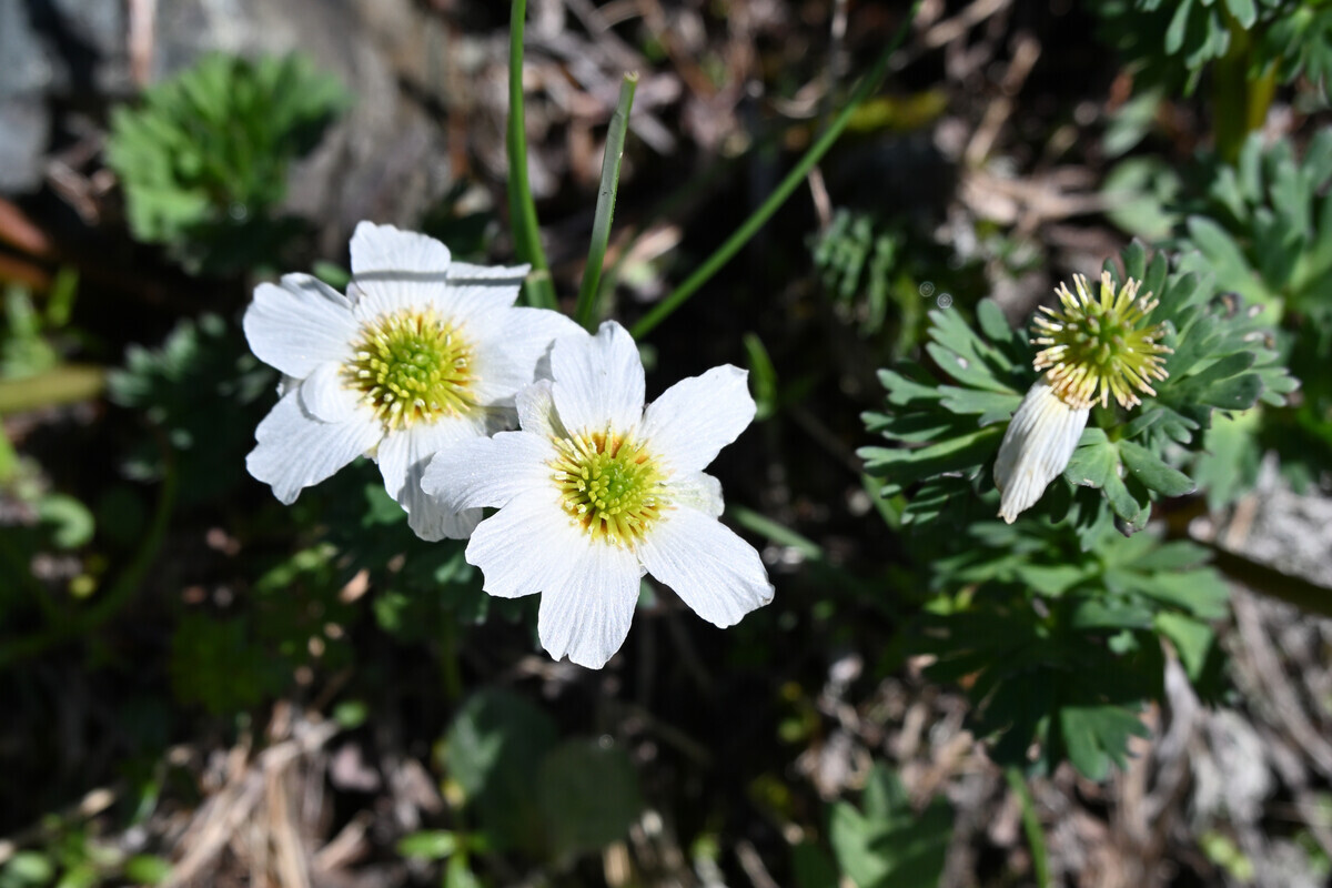 E7 キタダケソウ キタダケソウ - Wikipedia