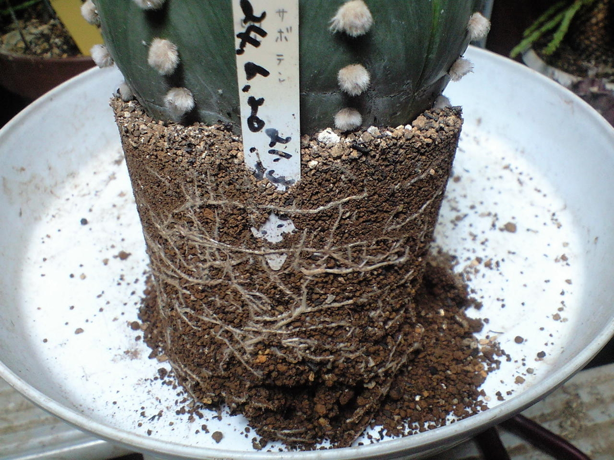 アストロフィツム「兜」の鉢増しです - へそ曲りおじさんの花便り