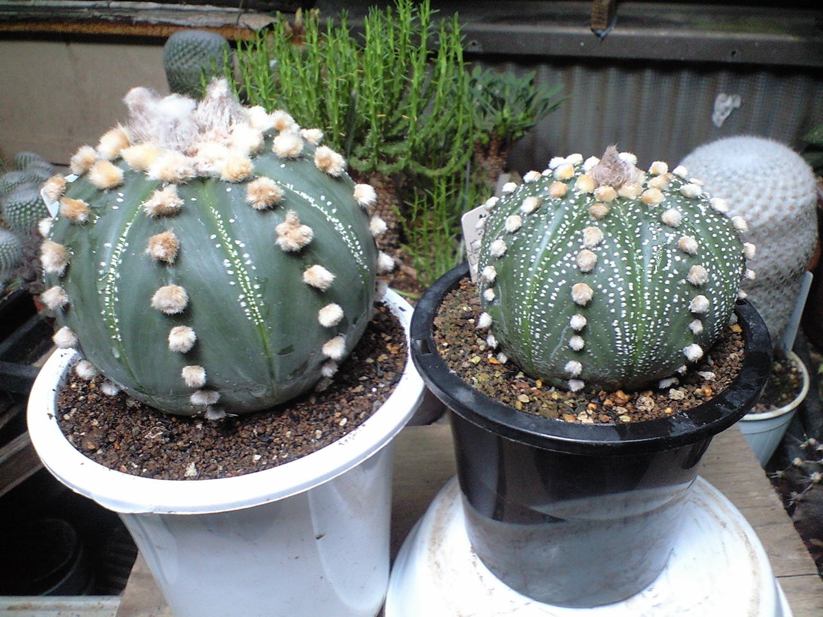 アストロフィツム「兜」の鉢増しです - へそ曲りおじさんの花便り