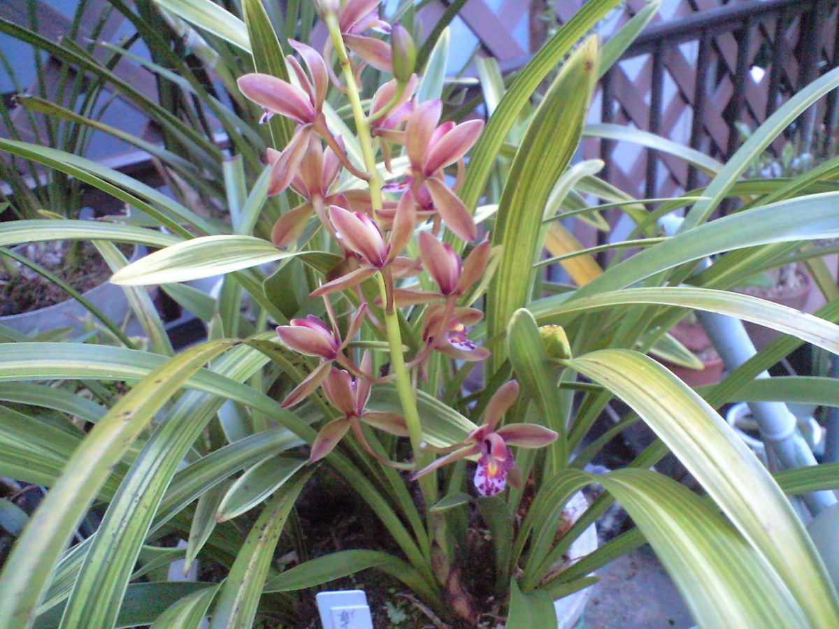 キンリョウヘン（ミツバチラン）「常盤錦」が咲きました - へそ曲り