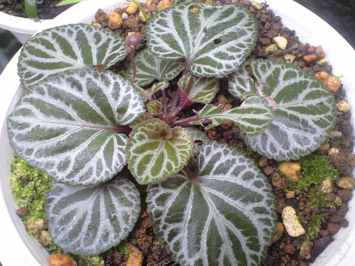 謎の植物に蕾が出来ました - へそ曲りおじさんの花便り