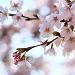 f:id:s51517765:20180528212457j:plain f:id:s51517765:20180528212457j:plain