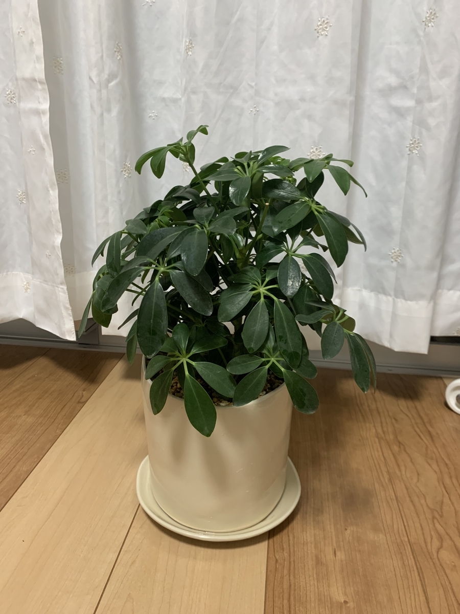 シェフレラの挿木に挑戦してみた ゆるproメモ帳