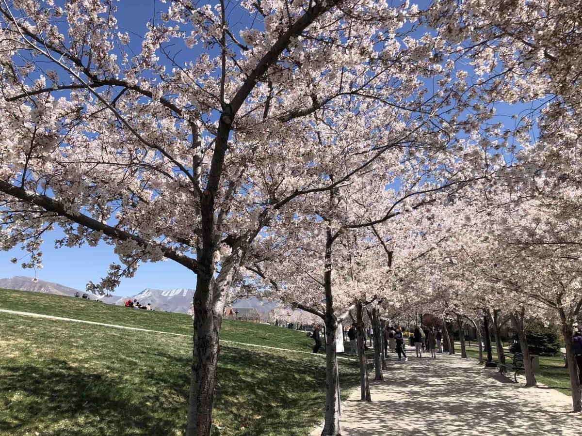 DouglasLaingEpicurean&TheIleachCASK(桜並木様 JCCC桜の木開花予想