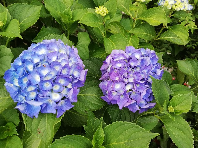 f:id:sMoonie:20200611102526j:image f:id:sMoonie:20200611102526j:image