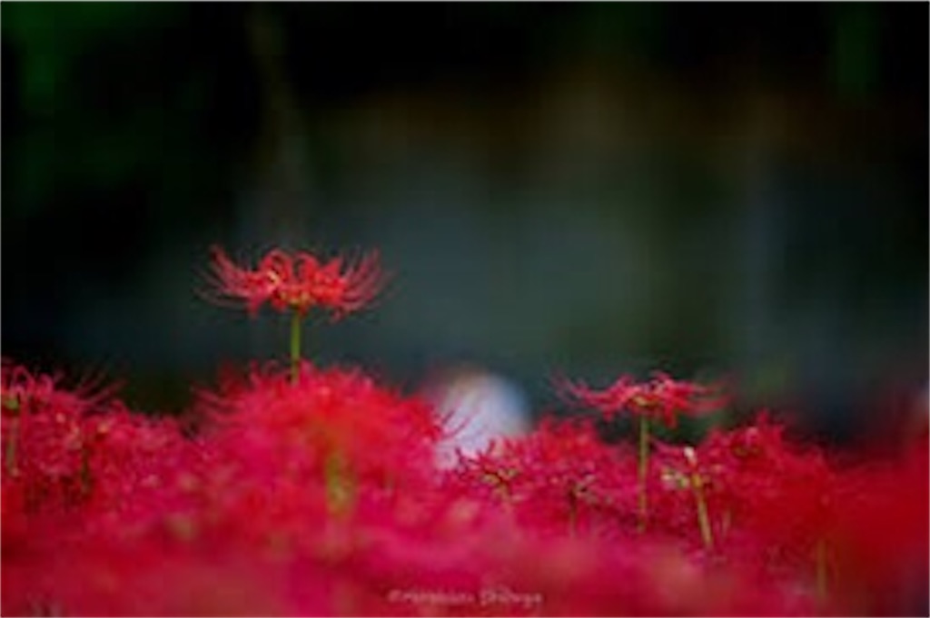 f:id:sRyoma:20230505123122j:image f:id:sRyoma:20230505123122j:image