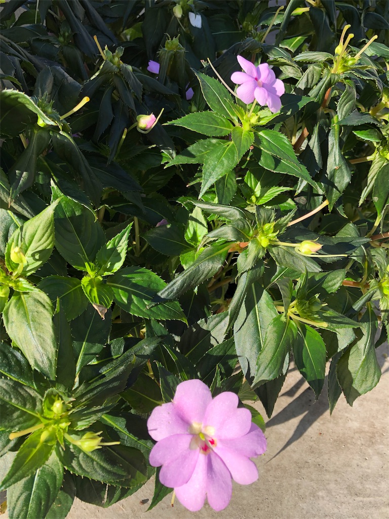f:id:s_1000spring:20191129090300j:image f:id:s_1000spring:20191129090300j:image