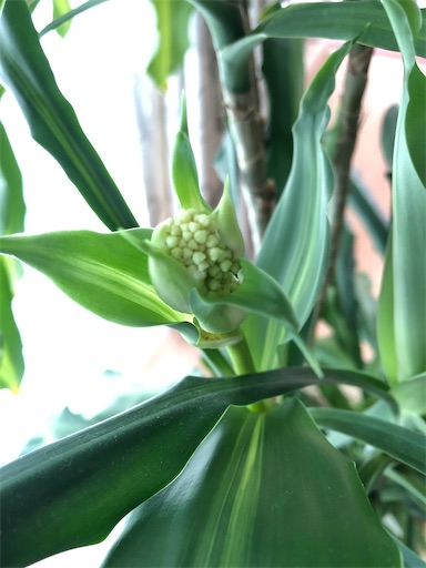 f:id:s_1000spring:20200320105325j:image