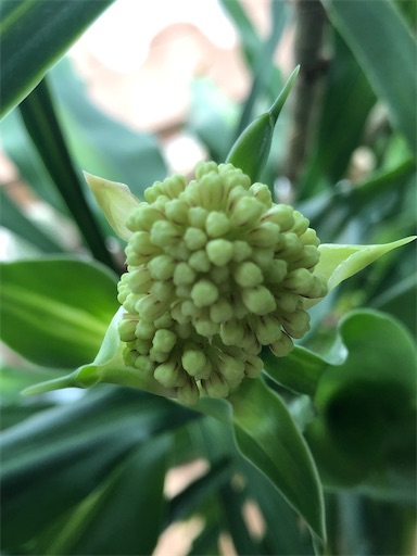 f:id:s_1000spring:20200323101918j:image