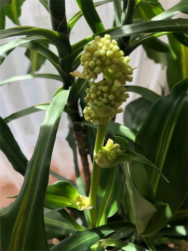 f:id:s_1000spring:20200325092338j:image f:id:s_1000spring:20200325092338j:image