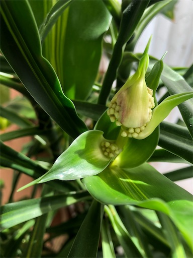 f:id:s_1000spring:20200325092450j:image f:id:s_1000spring:20200325092450j:image