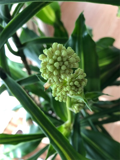 f:id:s_1000spring:20200326103801j:image f:id:s_1000spring:20200326103801j:image