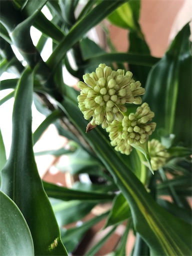 f:id:s_1000spring:20200327163022j:image f:id:s_1000spring:20200327163022j:image