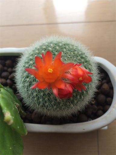 f:id:s_1000spring:20200328100214j:image