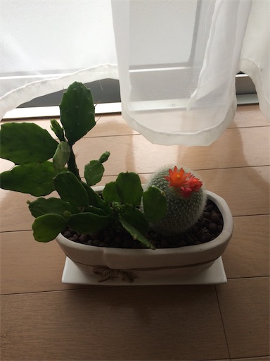 f:id:s_1000spring:20200328100217j:image