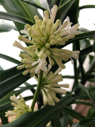 f:id:s_1000spring:20200407131918j:image