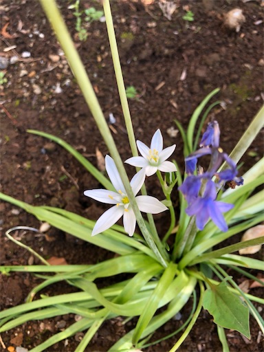 f:id:s_1000spring:20200425154740j:image