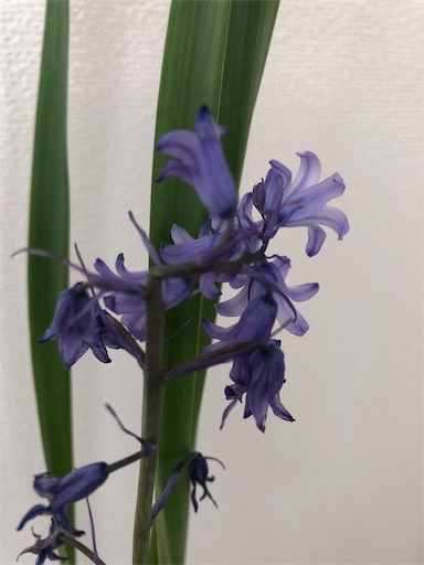 f:id:s_1000spring:20200425155348j:image