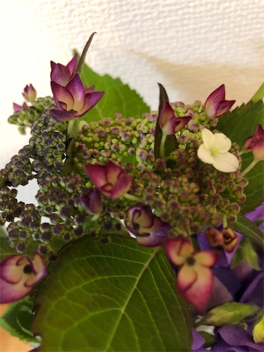 f:id:s_1000spring:20200519060025j:image