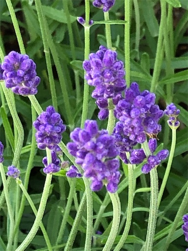 f:id:s_1000spring:20200524083305j:image f:id:s_1000spring:20200524083305j:image